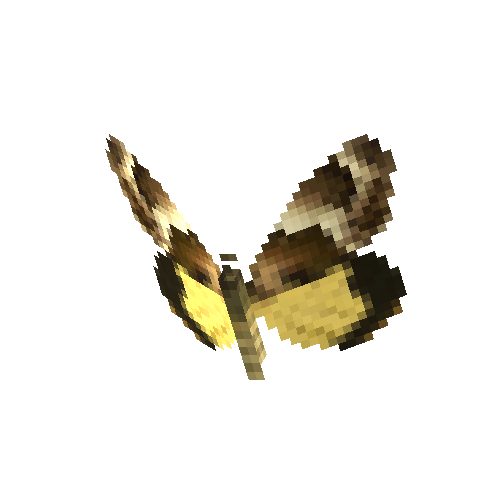 Macrocosma Moth