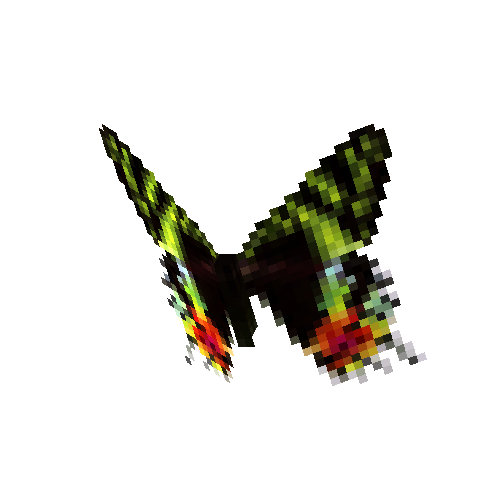 Madagascan Sunset Moth