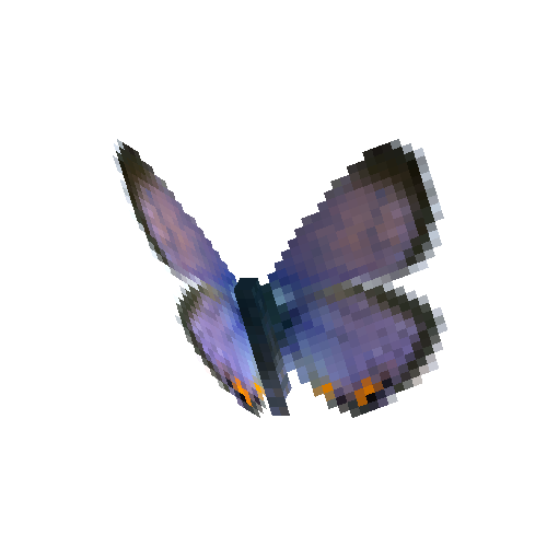 Meadow Blue (male)