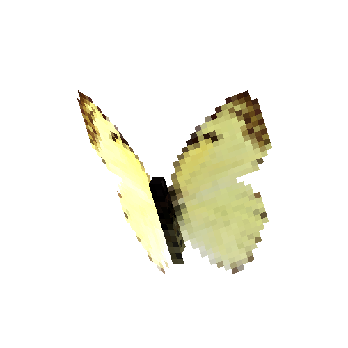 Mexican Marbled White (female)