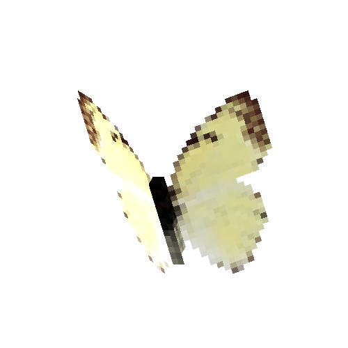 Mexican Marbled White (male)
