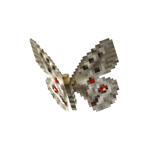 Mountain Apollo (female)