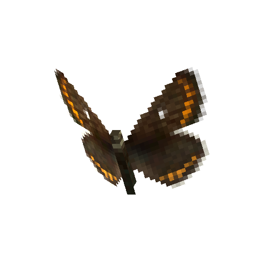 Northern Brown Argus (female)
