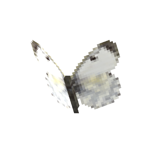 Orange Tip (female)