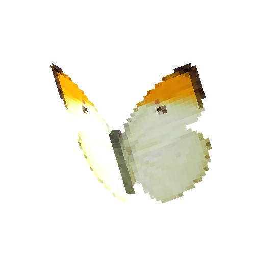 Orangetip Angled Sulphur (male)