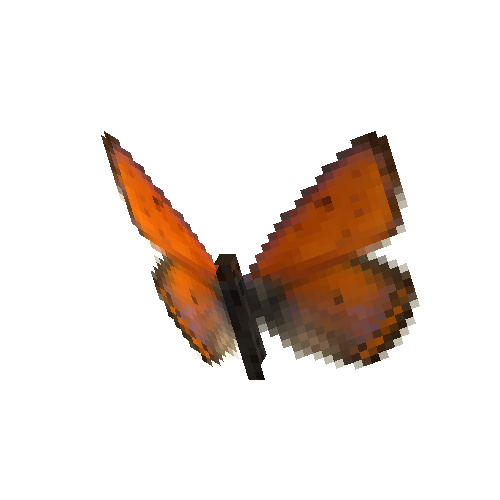 Purple Edged Copper (male)