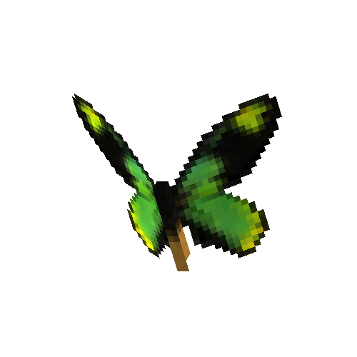Queen Victorias Birdwing (male)