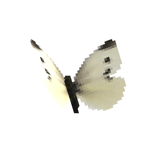 Small White (female)