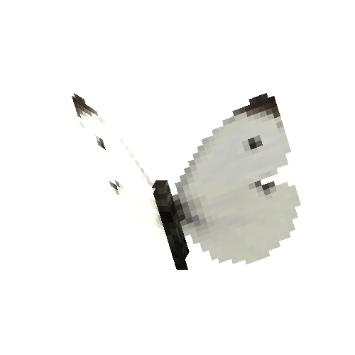 Small White (male)