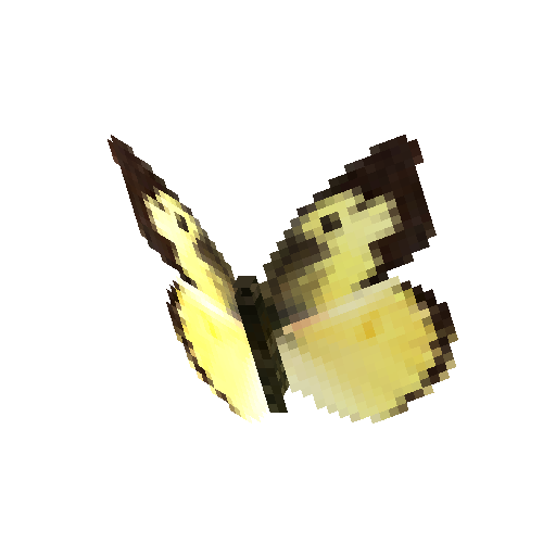 Southern Dogface (male)