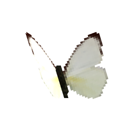 Tropical White (dry season female)