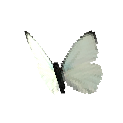 Tropical White (male)