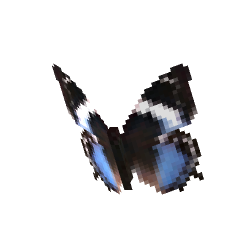Western Blue Charaxes (female)