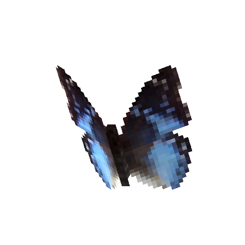 Western Blue Charaxes (male)