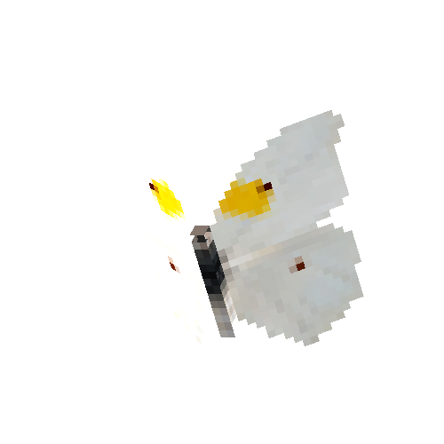 White Angled Sulphur (male)