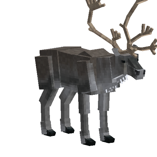 Caribou (male)