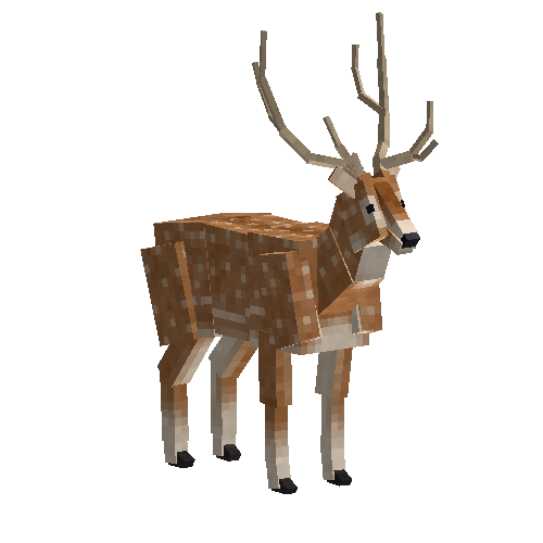 Chital deer (male)