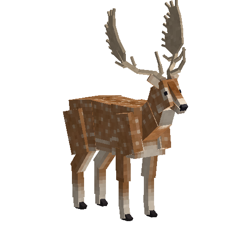 Fallow deer (male)