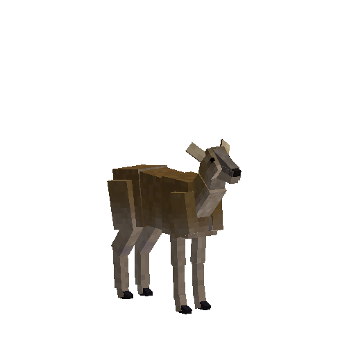 Red brocket deer (female)