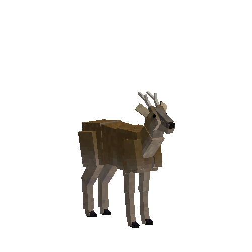 Red brocket deer (male)