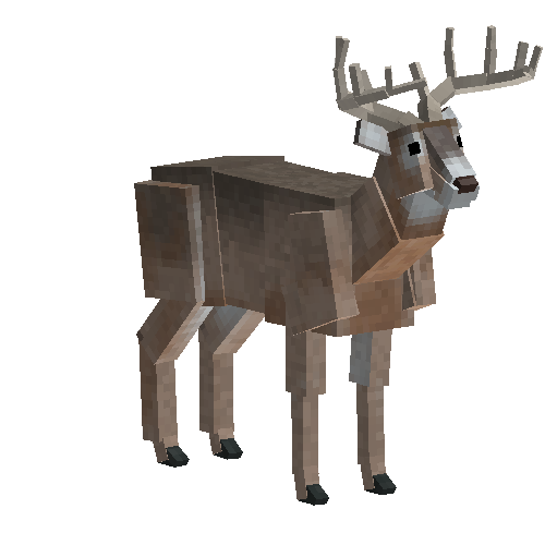 Whitetail deer (male)