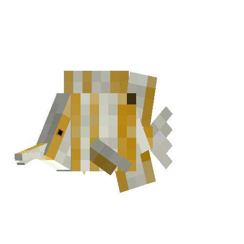 Copperband butterfly fish (male)