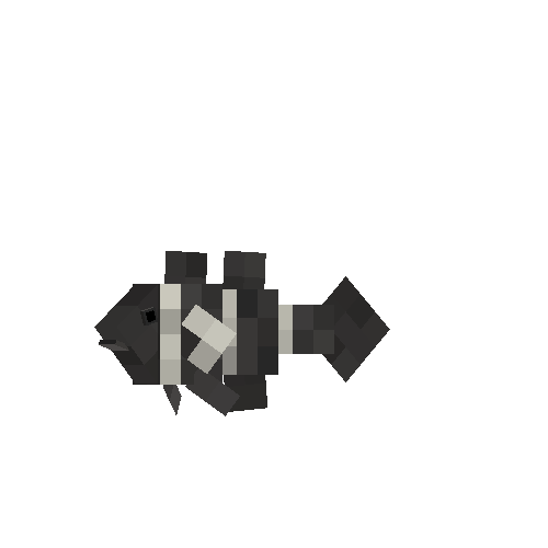 Black clownfish (male)