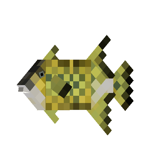 Titan triggerfish (female)