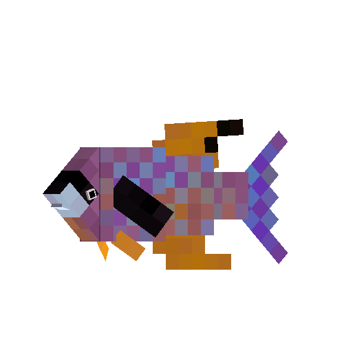 Creole wrasse (male)