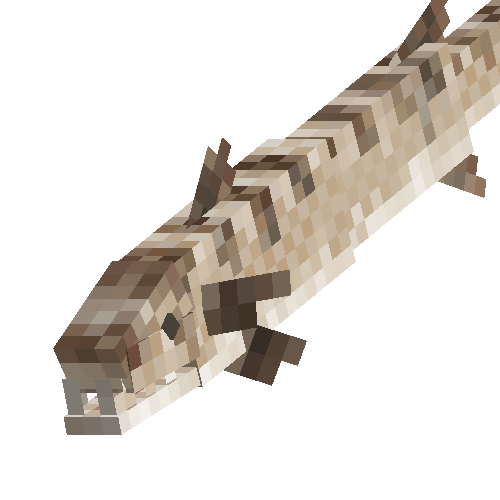 Barracuda (male)