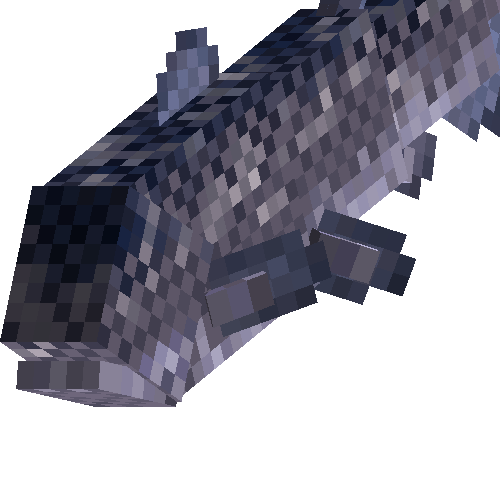 Coelacanth (male)