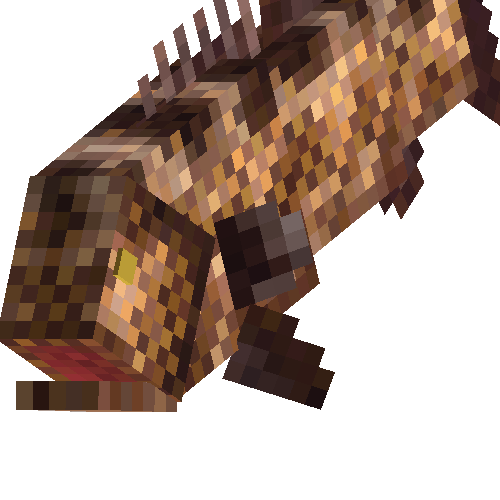 Black grouper (male)