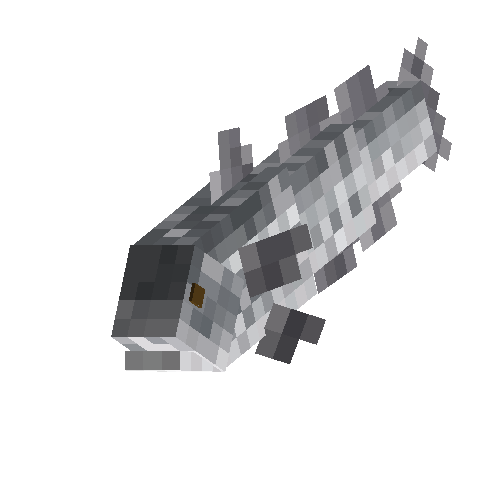Silver Hake (male)