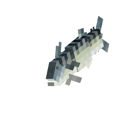 Mackerel (male)