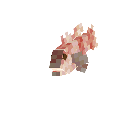Sea perch (male)