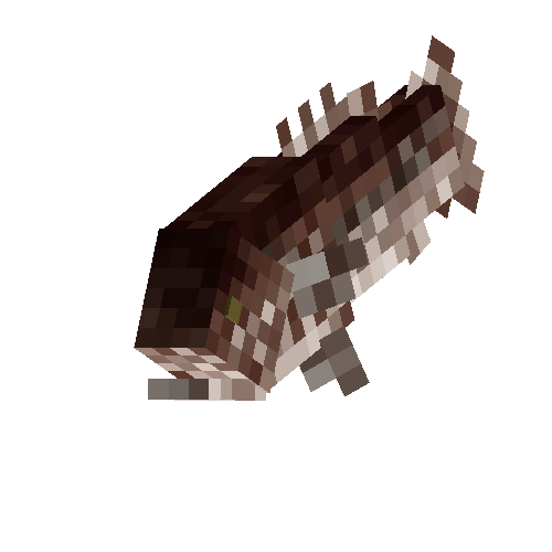 Wreckfish (female)