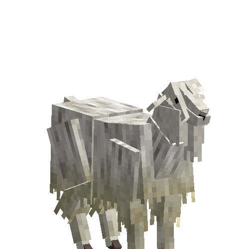 Angora goat (female)