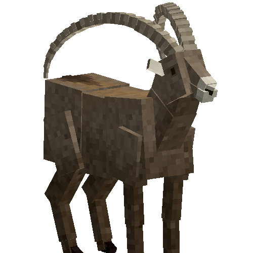 Alpine ibex (male)