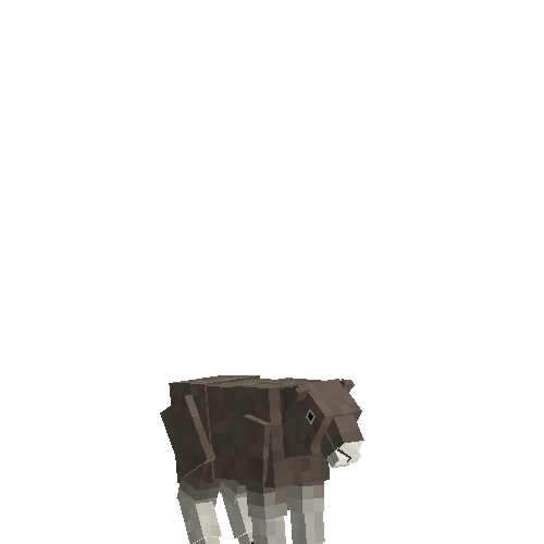 Musk ox calf (male)
