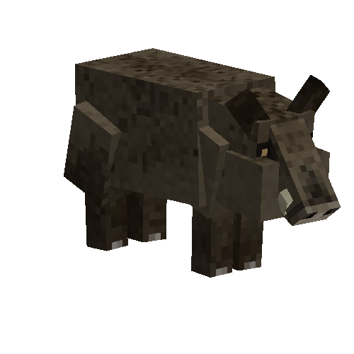 Boar
