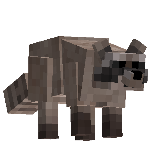 Raccoon (female)