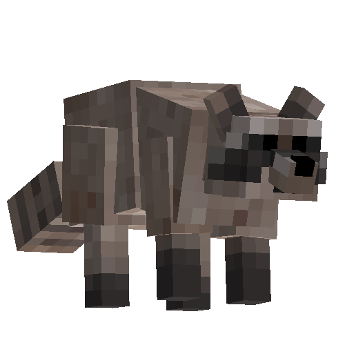 Raccoon (male)