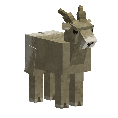 Bighorn ewe