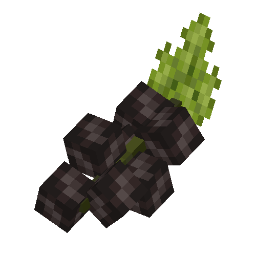 Black currant