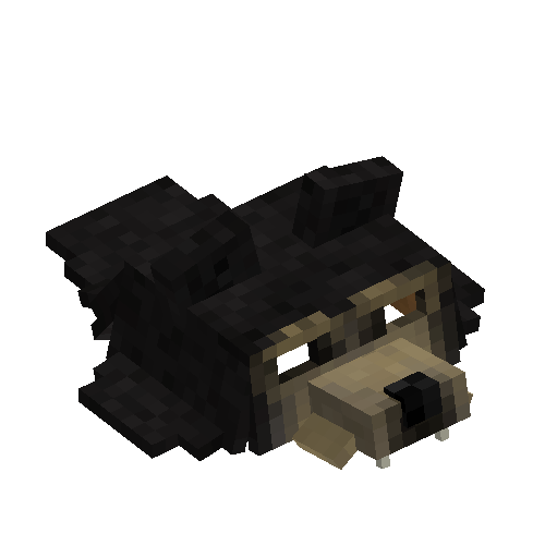 Sun bear head pelt