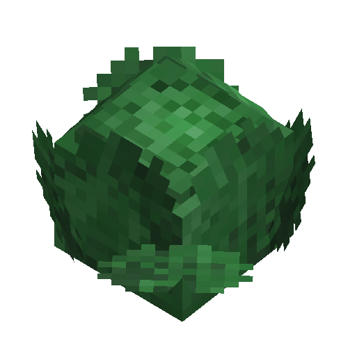 Cabbage